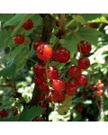 Ribes rubrum Kiyanochka